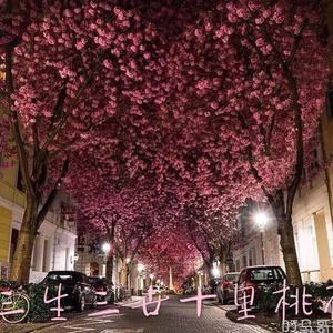 久草网站在线观看
