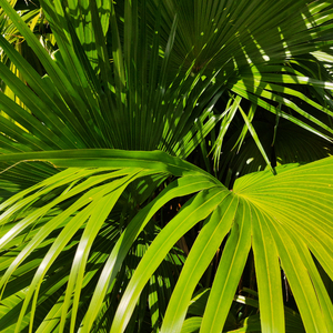 青青草视频官网
